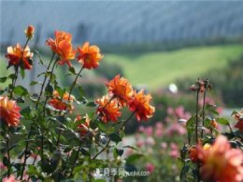 不畏严冬忘我绽放 上海辰山月季花开不厌四时春