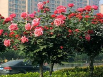 树状月季的育苗技术有哪些呢? 树状月季的育苗技术有哪些呢?