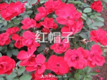 南阳月季花基地告诉大家 如何防止月季花越开越小
