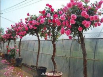 美丽娇艳的树状月季原来是这样种出来的,看完后自己在家也能弄树状 美丽娇艳的树状月季原来是这样种出来的,看完后自己在家也能弄树状