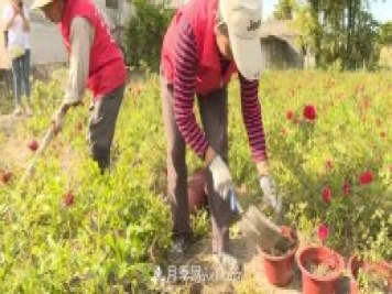 湖北咸宁通城：月季花开 “绽放”百姓幸福生活