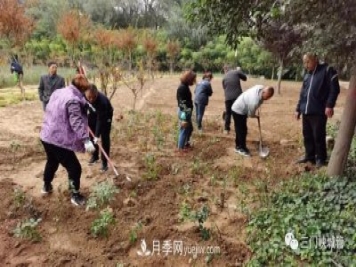 三门峡：栽植9000余株月季 陕州公园月季花海有美景