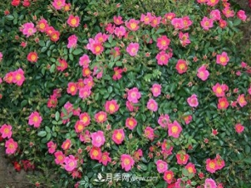 哈德福群月季