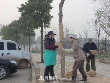 园林绿化中草绳绕树干的长度和用量怎么计算