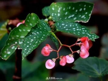 网红花卉之鳟鱼秋海棠，叶奇花美，如何进行日常养护