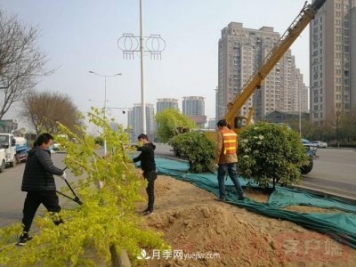 新乡道路绿化升级喜现彩色树，树状月季来了