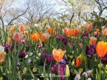 玫瑰要交专利费 花卉消费还能“香”多久