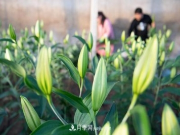 辽宁凌源：特色花卉产业助农增收