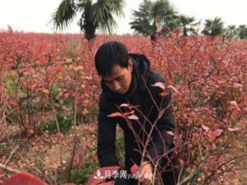 安徽凤阳：一村一品特色种植业 种出幸福花