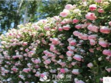 老花农手把手教你打造月季花墙 花开满园 浪漫无比