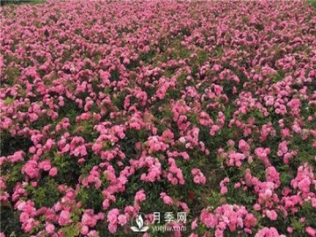 地被月季的知识
