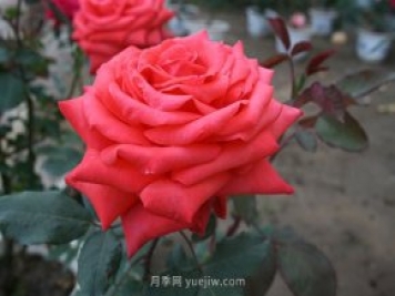 热腊月季