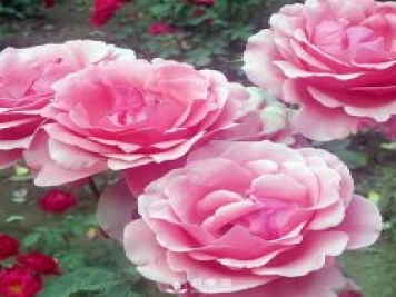 树状月季培育过程是怎样的？石桥月季告诉你