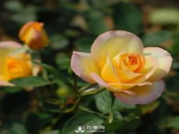 月季花对家居环境有影响吗？南阳月季园告诉你