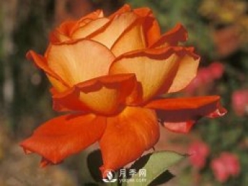 月季秋季病虫害防治关键