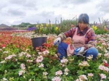 第十届花博会“溢出效应”显现 花卉和旅游产业蓬勃发展