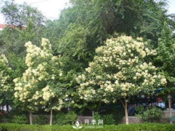 大叶女贞为何成为很多城市行道树的首选？