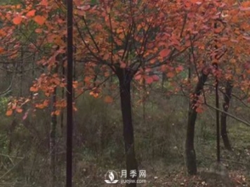 中华石楠的繁殖方法介绍