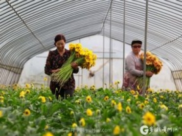 贵州黔西：发展鲜花产业 助力乡村振兴