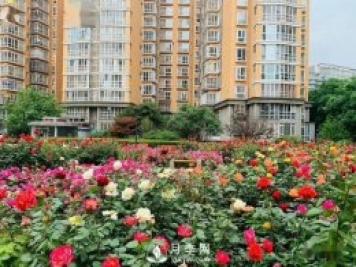 月季景观添彩房地产小区绿化建设