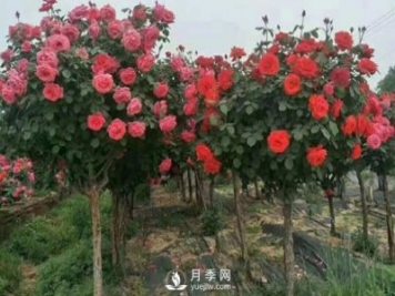 冬天如何来管理月季？