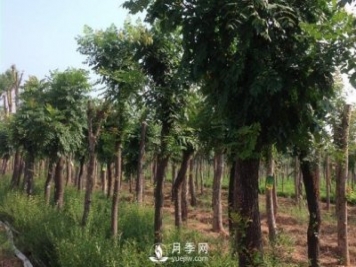 大叶女贞在移栽种植及修剪需要一定的技巧才可以