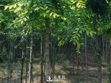 白玉兰树的种植方法