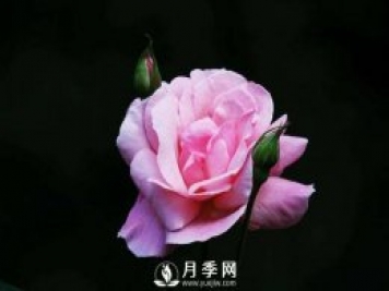 月季黄叶的原因和解决方法