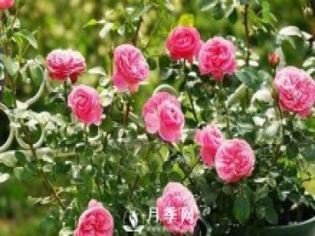 夏季月季花开的越来越小怎么办？
