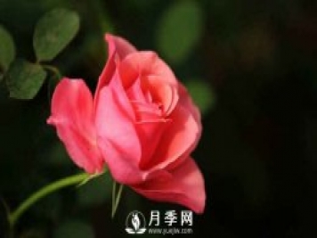 月季，又叫月月红，花中皇后，四季常开