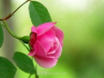 月季花品种介绍，开花多花苞大你值得拥有