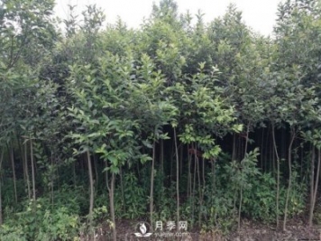 大叶女贞生命的种子