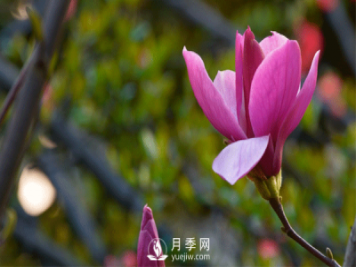 浅析种植红玉兰的环境要求和栽培技术