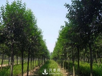 大叶女贞常见虫害及防治方法介绍