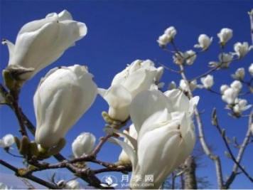 绿化苗木里的白玉兰和广玉兰要怎样分辨？