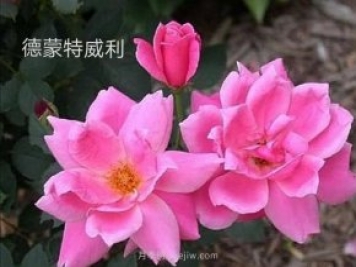 德蒙特威利月季