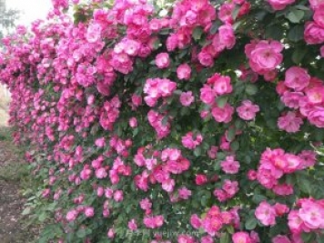 推荐3种爬藤月季，花园里轻松打造漂亮花墙