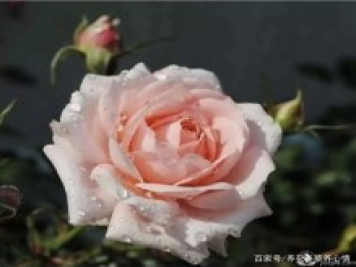 早春养殖月季要避开5个坑，月季开花多又大