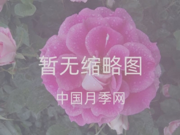 山东莱州月季开出致富花