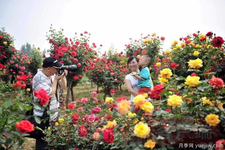 南阳月季畅销全国，美丽经济再绽芳华(图1)