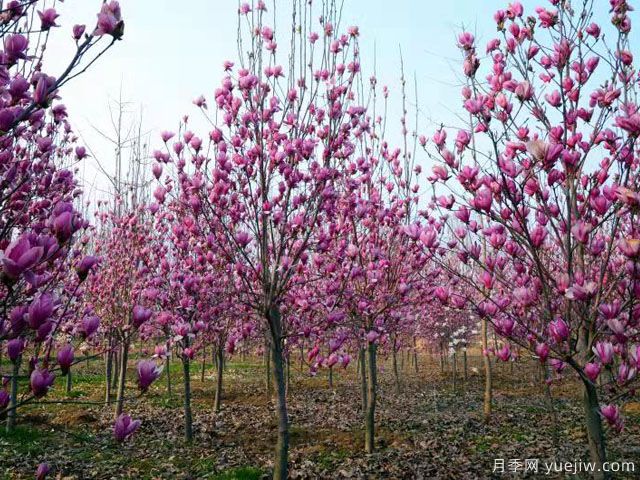 南阳花卉苗木产业发展探析：月季逢春产业兴(图2)