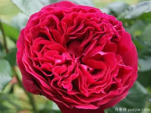 大红色的月季***为漂亮，这5个你喜欢吗(图4)