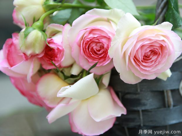 超全花语！118种花，118种爱的花语含义，你都知道吗？(图1)