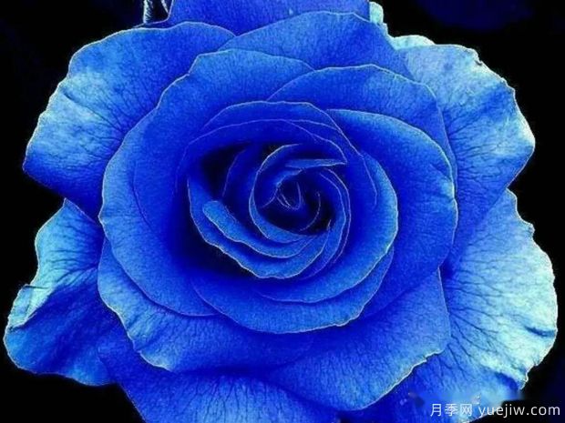 蓝色妖姬玫瑰(图2)