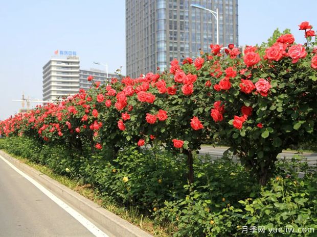 月季树品种高贵典雅、花型花色多样(图1)