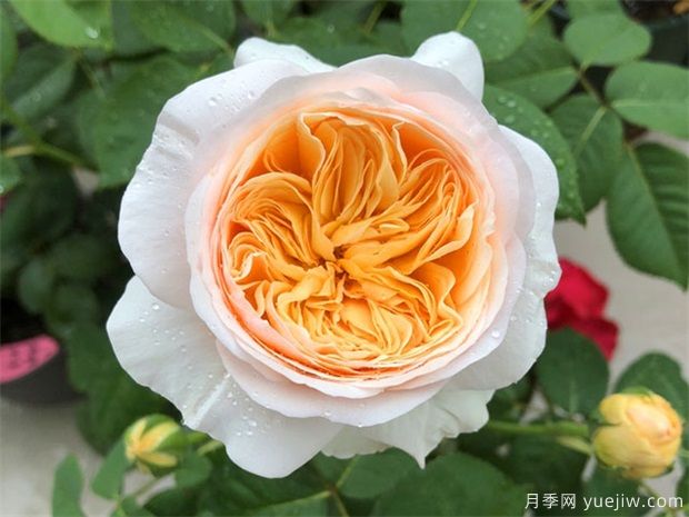 100种月季玫瑰品种图鉴大全，你认识有没有超过10个？(图2)