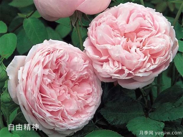 推荐给新手10大藤本月季品种，轻松选择(图7)