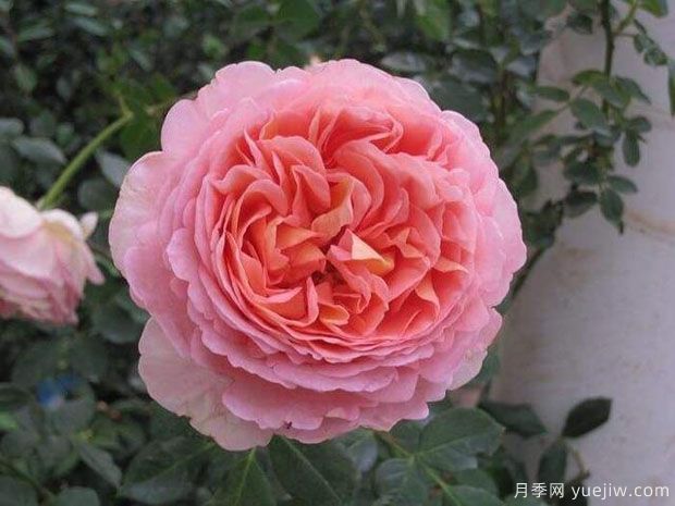 100种月季玫瑰品种图鉴大全，你认识有没有超过10个？(图5)