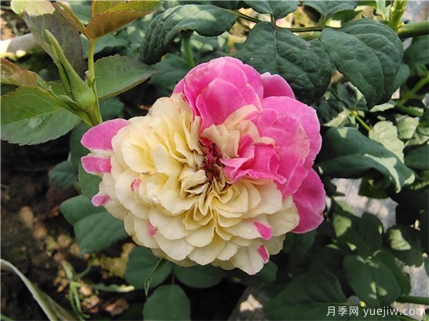 推荐88个最美月季品种，让花友美到心醉，陶醉其中(图1)