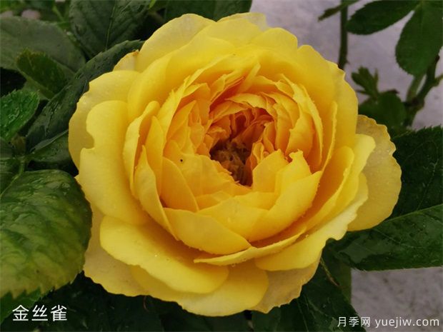 推荐88个最美月季品种，让花友美到心醉，陶醉其中(图2)